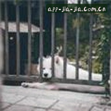 王磊